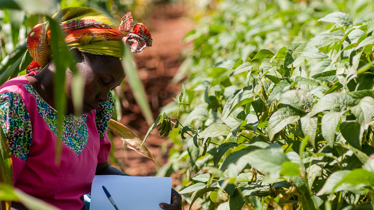 Kenyan woman performing soil test